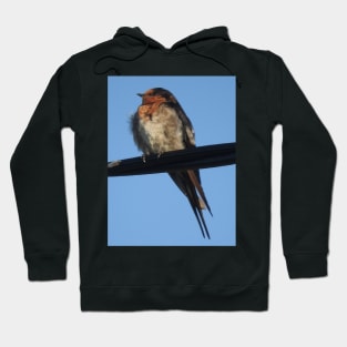 Welcome Swallow Hoodie